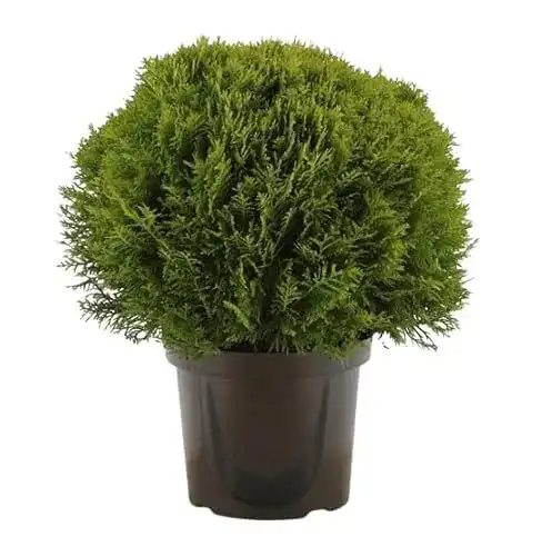 Thuja occ. ‚Danica‘ – kugeliger Zwerg-Lebensbaum im 17 cm Topf