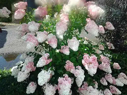 Rispenhortensie Artländer Pflanzenhof Vanille Fraise