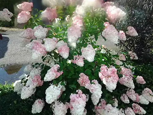 Rispenhortensie Artländer Pflanzenhof Vanille Fraise