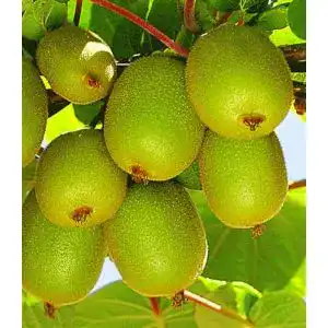 Kiwibaum Baldur Garten Säulen-Kiwi Issai, 1 Pflanze