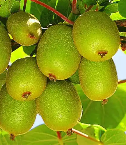 Kiwibaum Baldur Garten Säulen-Kiwi Issai, 1 Pflanze