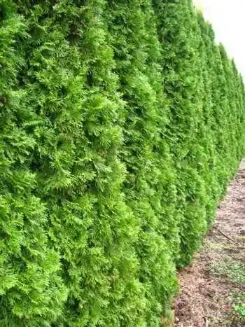 Thuja Smaragd Lebensbaum Thuja occidentalis 100-125 cm im 5 Liter Container
