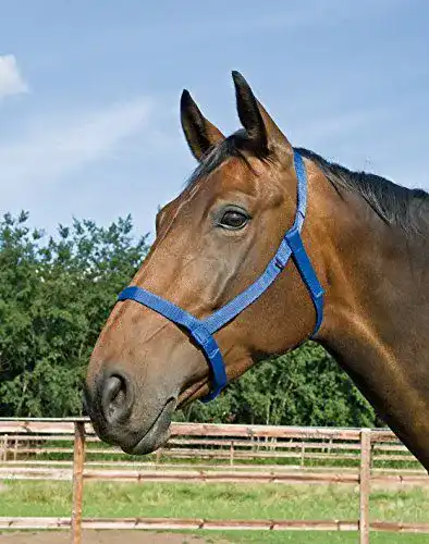 Sicherheitshalfter Busse für die Weide Vollblut in royalblau