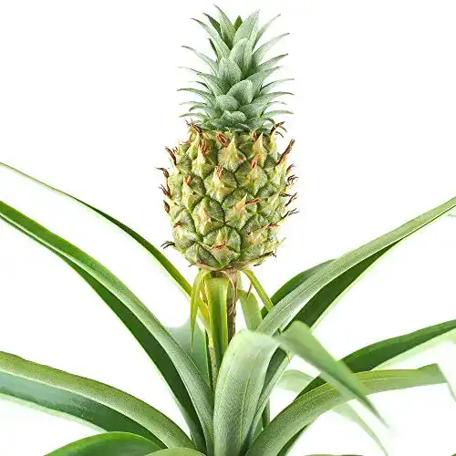 Ananas-Pflanze Ananas comosus Amigo im Topf 35-45 cm