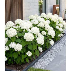 Heckenpflanzen Baldur Garten Schneeball-Hortensie Annabelle