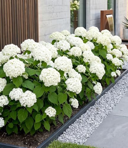 Heckenpflanzen Baldur Garten Schneeball-Hortensie Annabelle