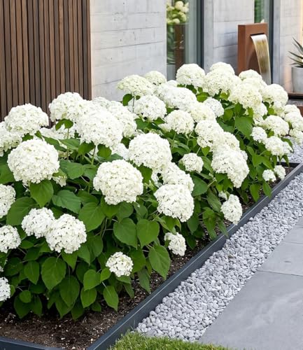 Heckenpflanzen Baldur Garten Schneeball-Hortensie Annabelle