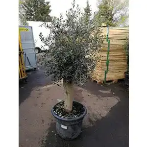 Olivenbaum Blumen-Senf XXL 25-30 Jahre Olea Europaea Hochstamm
