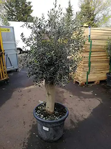 Olivenbaum Blumen-Senf XXL 25-30 Jahre Olea Europaea Hochstamm