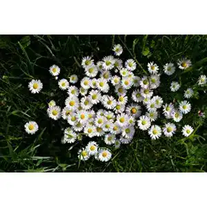 Gänseblümchen Samen 5000 Stück Bellis perennis für den Garten