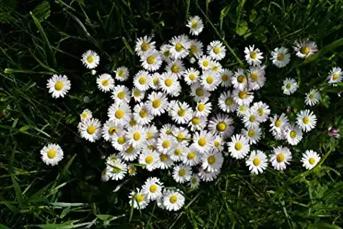 Gänseblümchen Samen 5000 Stück Bellis perennis für den Garten