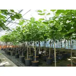 Winterharter Feigenbaum Ficus Carica kompakt 150-180 cm