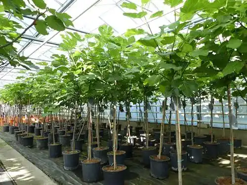 Winterharter Feigenbaum Ficus Carica kompakt 150-180 cm