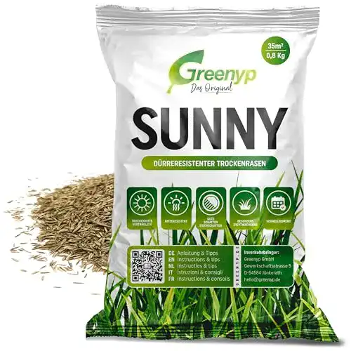 Rasensamen Greenyp Sunny für trockene Standorte
