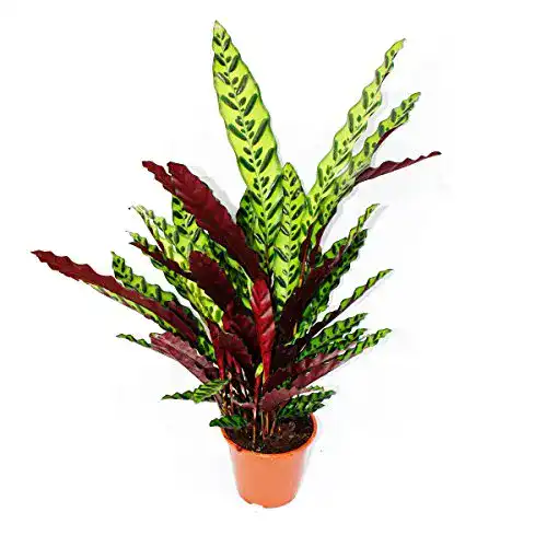 Pflanzen für dunkle Räume: Exotenherz Schattenpflanze Calathea lancifolia