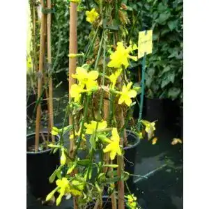 Jasminum nudiflorum – Echter Winterjasmin im 3 Liter Pflanzcontainer