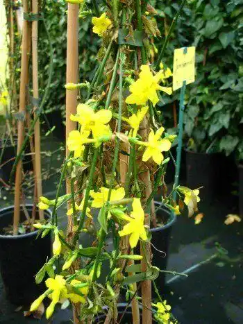 Jasminum nudiflorum – Echter Winterjasmin im 3 Liter Pflanzcontainer