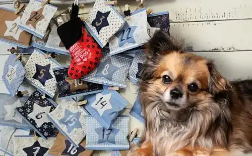Hunde Adventskalender von Qchefs mit gesunden Leckerlis und Zahnpflege