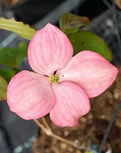 Blumen-Hartriegel Satomi – Cornus kousa – Containerware 60-100 cm