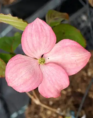 Blumen-Hartriegel Satomi – Cornus kousa – Containerware 60-100 cm