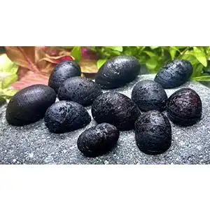 Algenfressende Schnecke Daxton-Plant 5 Anthrazit-Napfschnecke