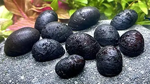Algenfressende Schnecke Daxton-Plant 5 Anthrazit-Napfschnecke