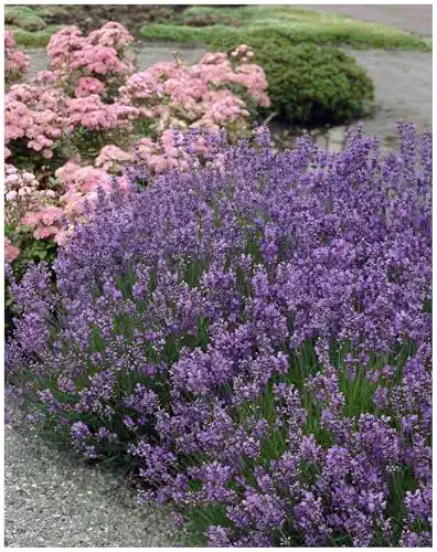 Lavendel-Pflanze Stauden Gänge 10 x Lavandula angustifolia Munstead