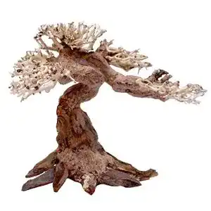 Aquarium Wurzeln Amtra Oriental Wind 5 Holz für Aquarien