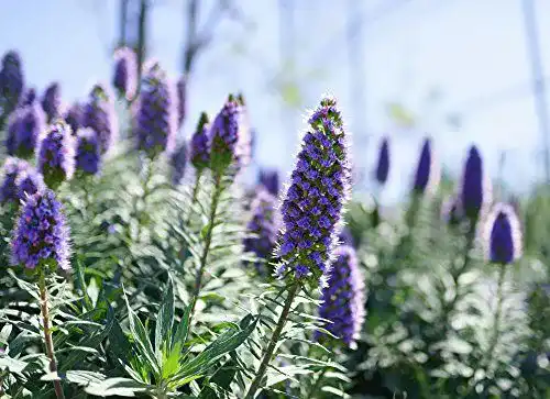 Blaue Natternkopf-Samen für Gartenliebhaber