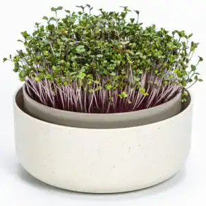 Keimsprossenbox Plastia Urbalive 16cm für Kresse und Microgreens
