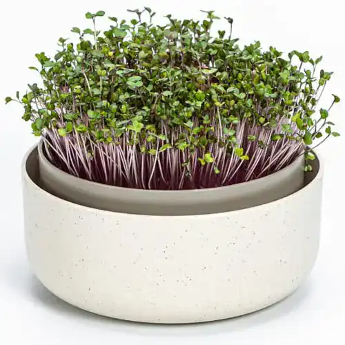 Keimsprossenbox Plastia Urbalive 16cm für Kresse und Microgreens