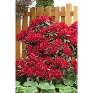 Rhododendron ‚Sammetglut‘ 30-40 cm Winterharter Zierstrauch für Garten und Kübel