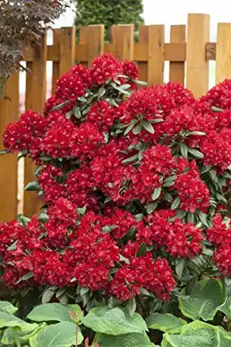 Rhododendron ‚Sammetglut‘ 30-40 cm Winterharter Zierstrauch für Garten und Kübel