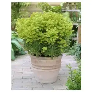 Wolfsmilch Stauden Gänge 1 x Euphorbia x martinii