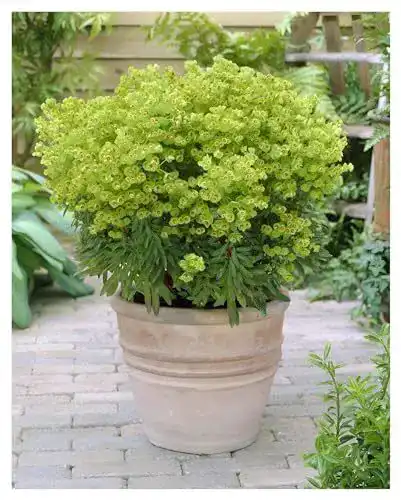 Wolfsmilch Stauden Gänge 1 x Euphorbia x martinii