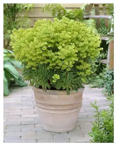 Wolfsmilch Stauden Gänge 1 x Euphorbia x martinii