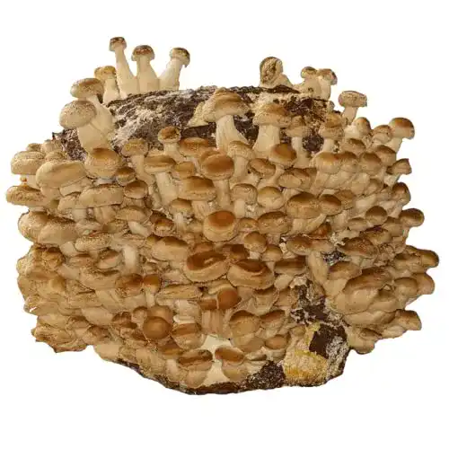 Pilzkultur Hawlik Pilzbrut – Bio Shiitake Kultur zum Züchten