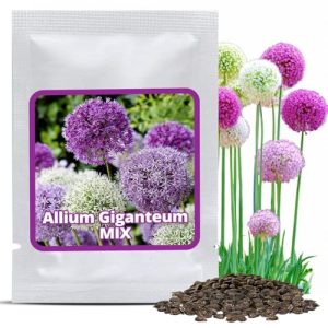 Allium-Zwiebeln Magic of Nature Riesen Zierlauch mit 60 Samen
