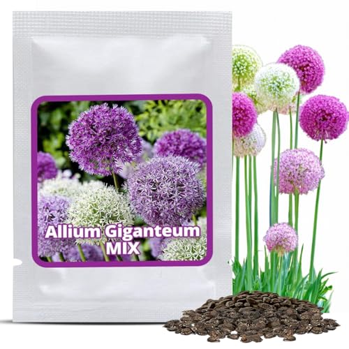 Allium-Zwiebeln Magic of Nature Riesen Zierlauch mit 60 Samen