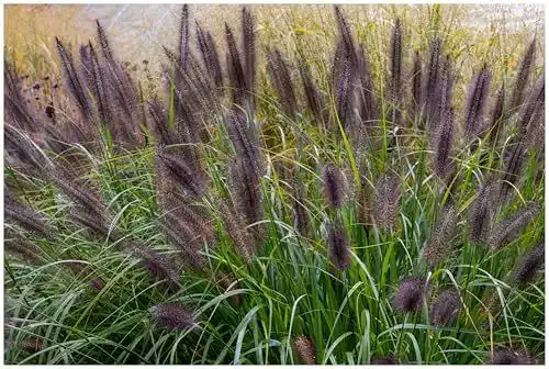 Ziergras Stauden 3 x Pennisetum alopecuroides Black Beauty im 1 Liter Topf