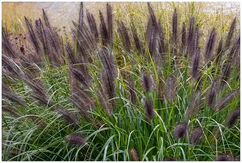 Ziergras Stauden 3 x Pennisetum alopecuroides Black Beauty im 1 Liter Topf