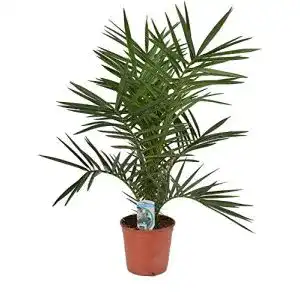 Dattelpalme Kanarische 60 cm Phoenix canariensis pflegeleichte Zimmer- und Kübelpflanze