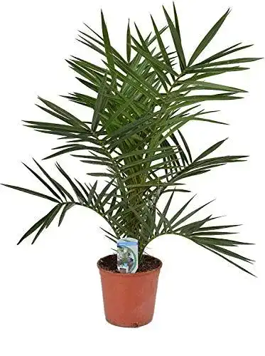 Dattelpalme Kanarische 60 cm Phoenix canariensis pflegeleichte Zimmer- und Kübelpflanze