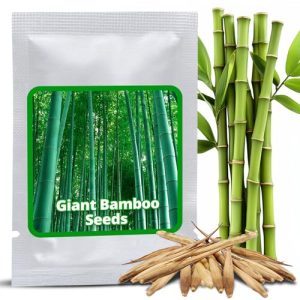 Bambus Samen Magic of Nature Riesenbambus – ca. 60 Samen