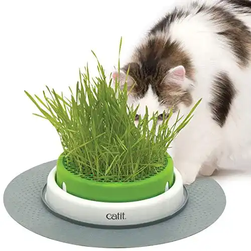 Katzengras Pflanze Catit Grass Planter mit Abdeckgitter 1 Stück