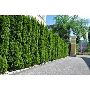 Heckenpflanzen Thuja Smaragd 10 Stück 120-150 cm ohne Topf