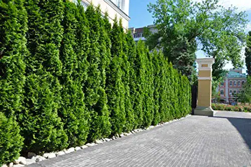 Heckenpflanzen Thuja Smaragd 10 Stück 120-150 cm ohne Topf