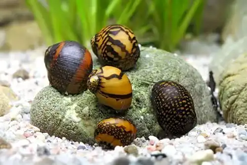 Algenfressende Schnecke Batik-Schnecke Neritina variegata 5er Gruppe