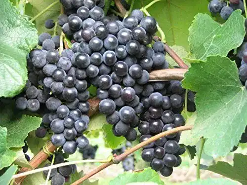 Weinrebe Vitis vinifera Isabella – Baumschule Plantapro – 80-100 cm