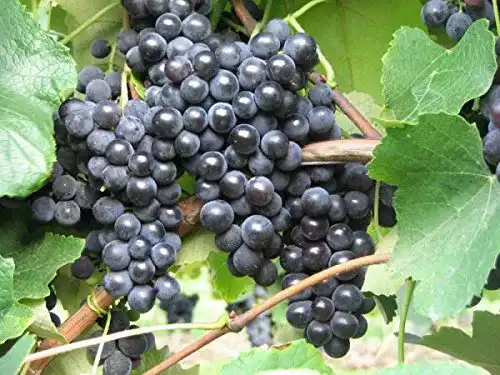 Weinrebe Vitis vinifera Isabella – Baumschule Plantapro – 80-100 cm